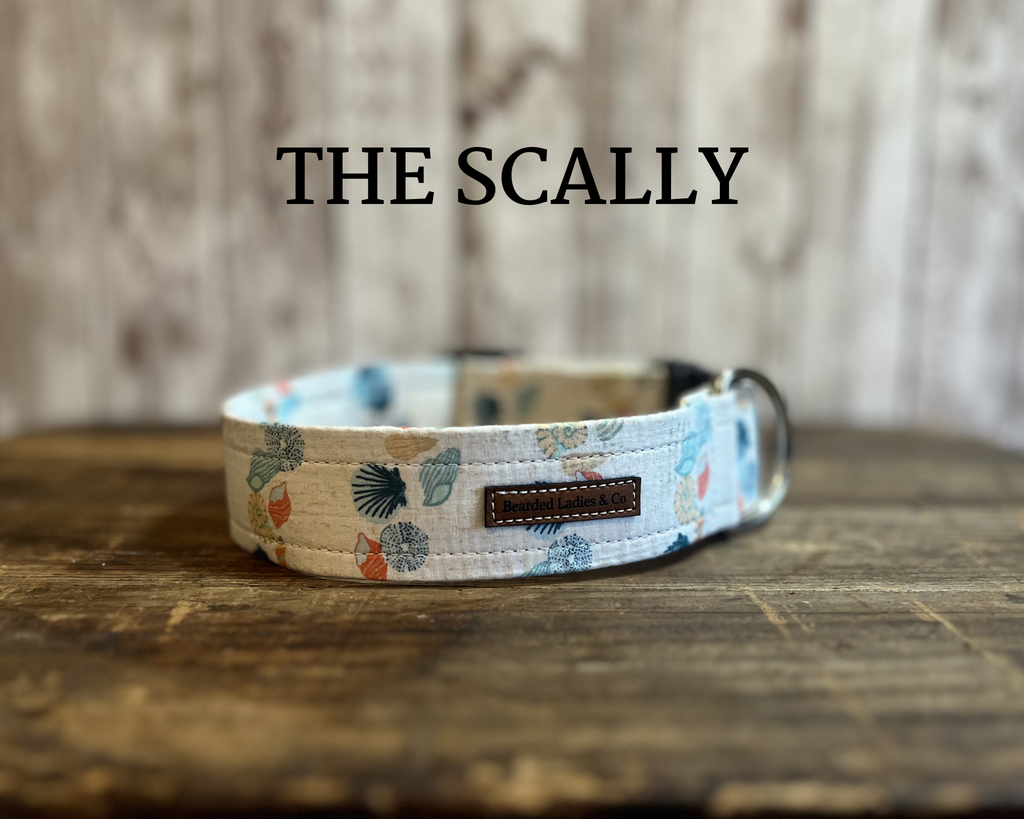 Teal, Orange + Yellow Seashells [The Scally]